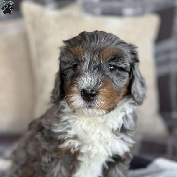 Ferris, Mini Bernedoodle Puppy